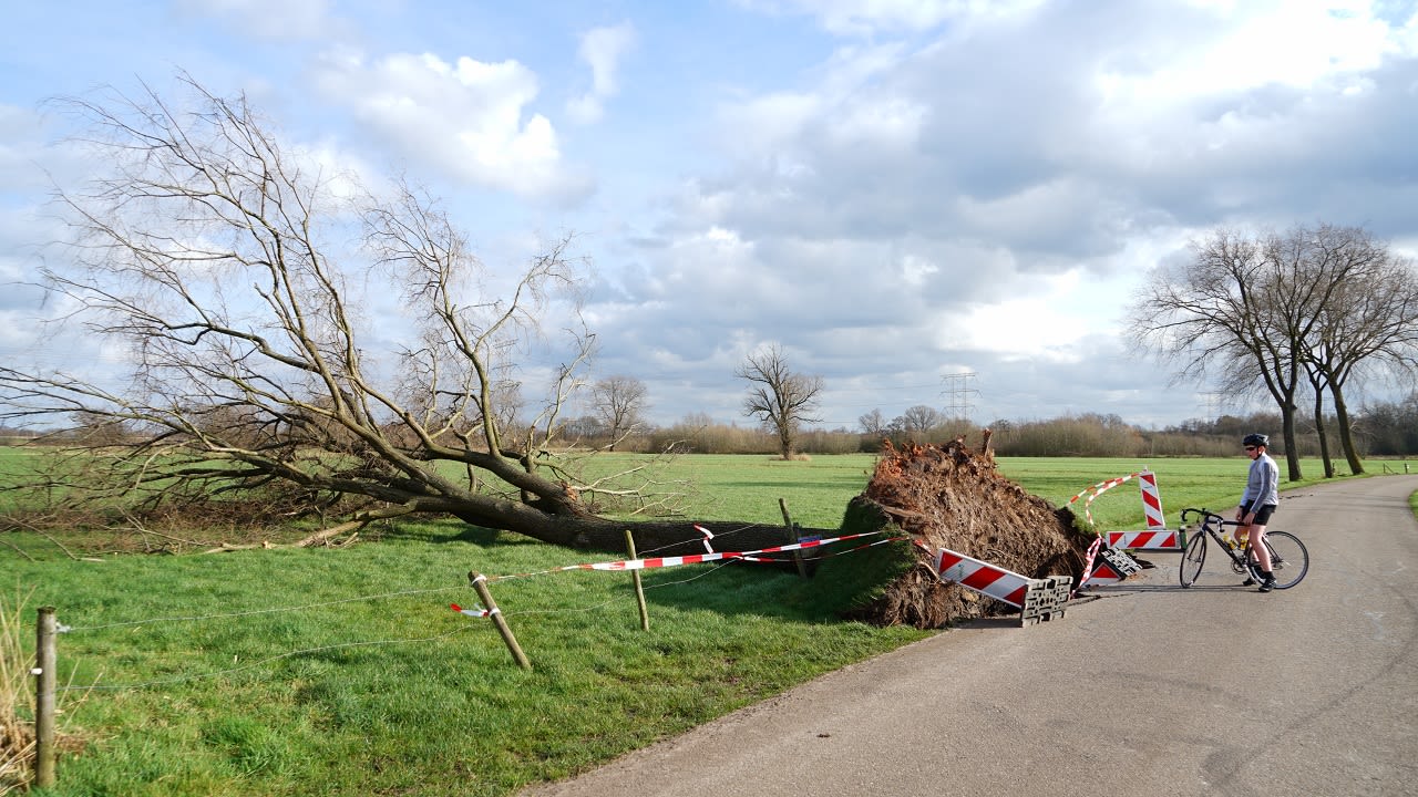 Vele bomen sneuvelden door de vele stormen in februari 2022. Foto: Toon Boons