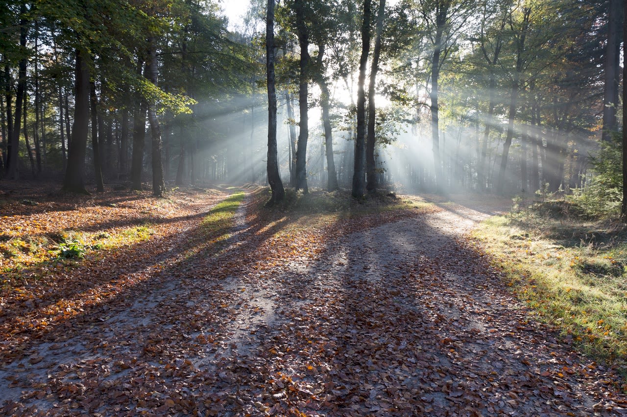 Wandelen in de herfst. Beeld: AdobeStock / rijkkaa