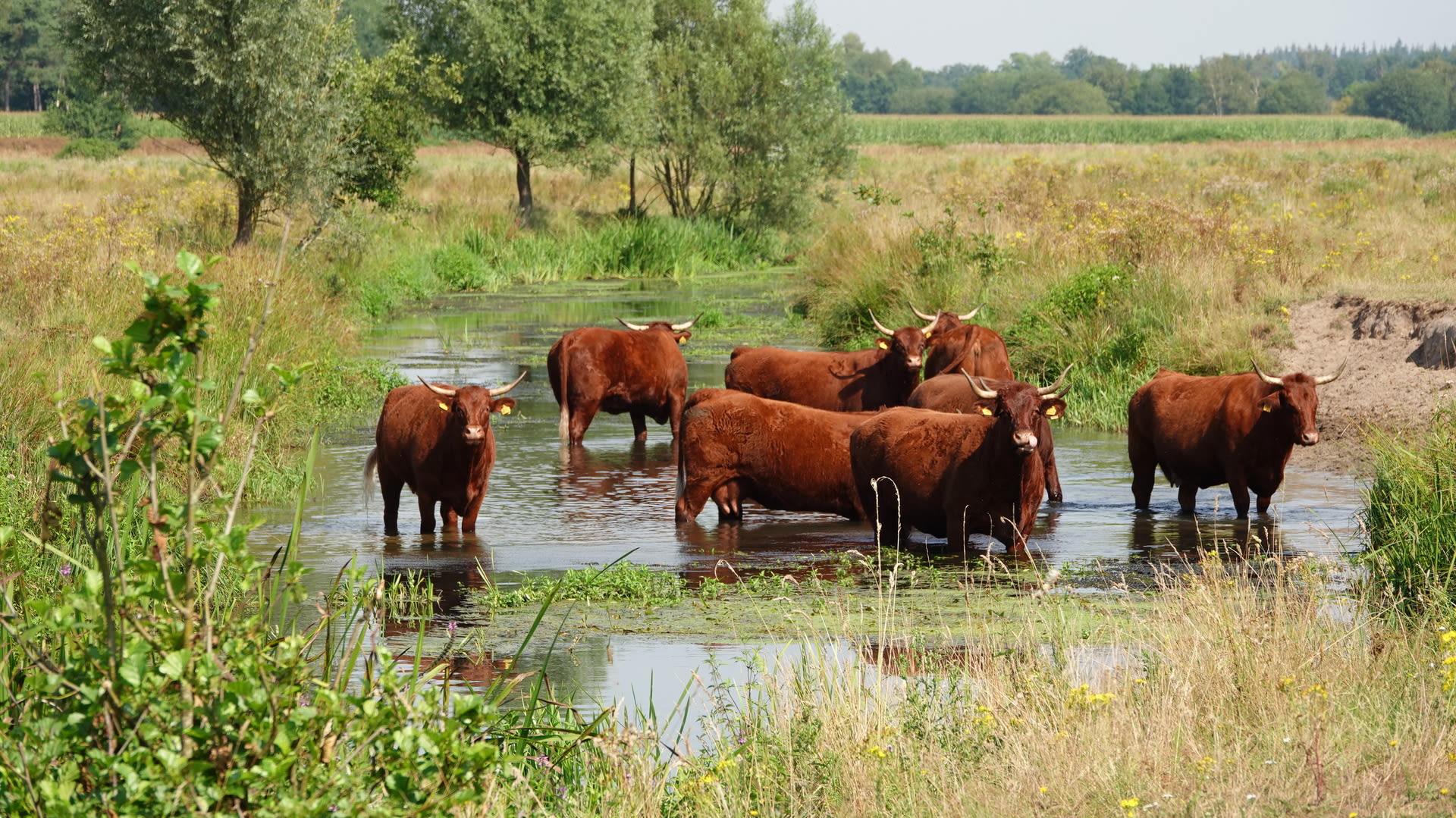 Warme zomer. Foto: Ben Saanen