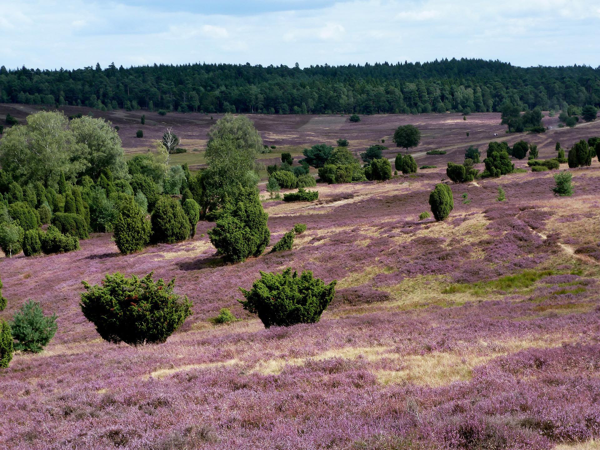 Lüneburger Heide. Foto: Marlis Dülsen - Pixabay.