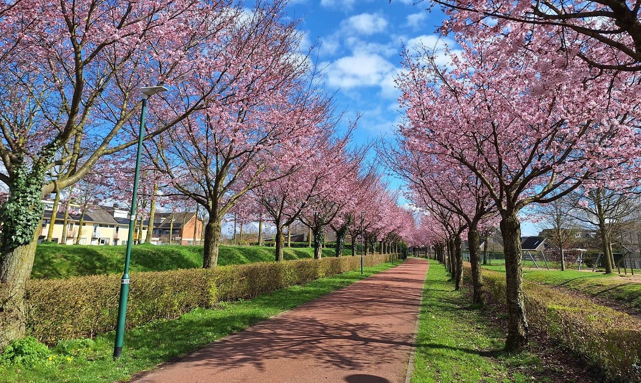 Bloeiende bomen in Houten. Foto: Ton Drenthen