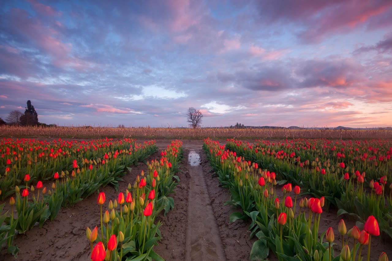 Tulpen AdobeStock Dene Miles