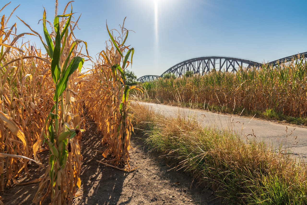 Droogte. Foto: Adobe Stock / Bernd Brueggemann.