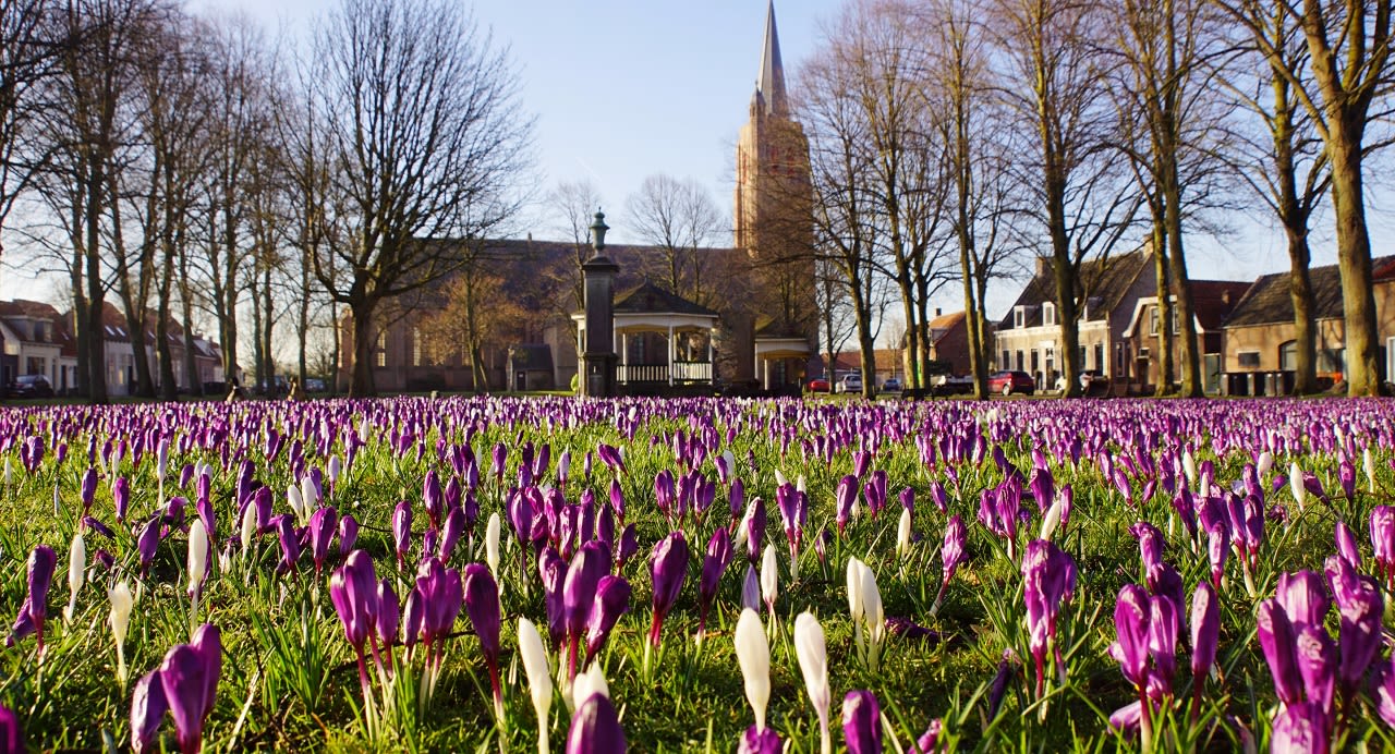 Volop bloeiende krokussen in de blakende zon. Foto: Piet Grim