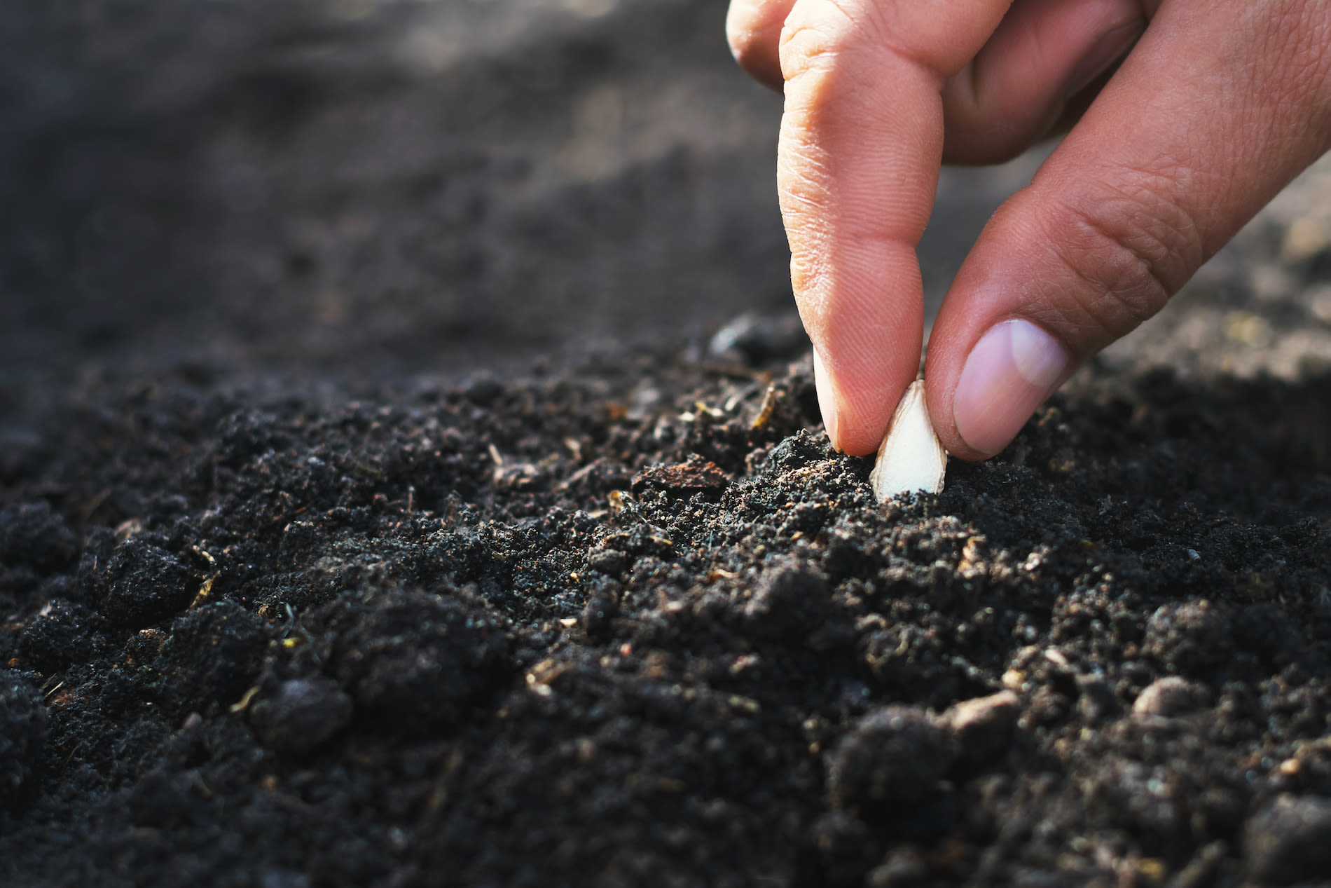 Pompoenzaden planten. Foto: Adobe Stock / lovelyday12
