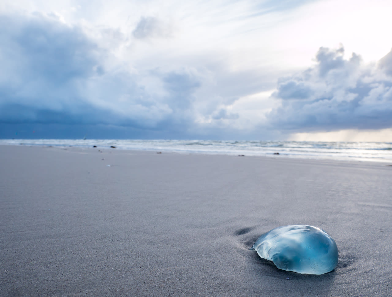 De blauwe haarkwal komt vooral in de zomermaanden voor. Beeld: Adobe Stock / Animaflora PicsStock