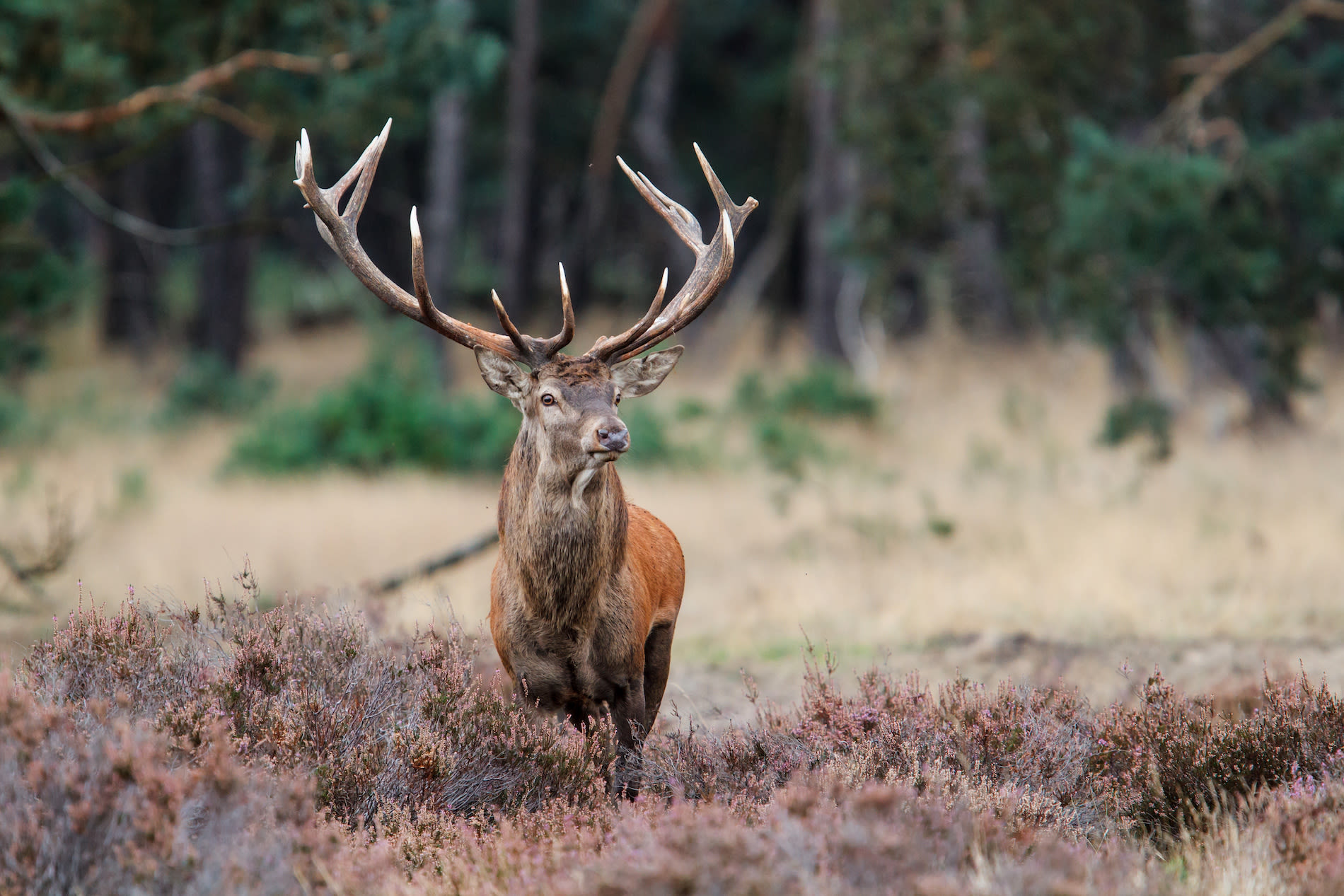 Edelhert in Het Nationale Park De Hoge Veluwe. Foto: Adobe Stock / henk bogaard