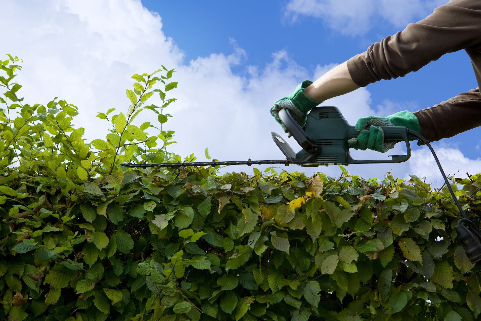 De haagbeuk snoeien doe je meestal in juni en in september. Foto: Adobe Stock / by-studio 