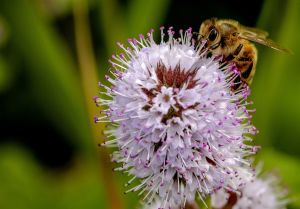 Meer bijen geteld ondanks koud en wisselvallig weer