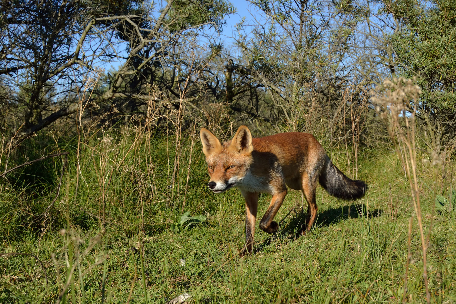 Een vos in Het Nationaal Park Zuid-Kennemerland. Foto: Adobe Stock / marco