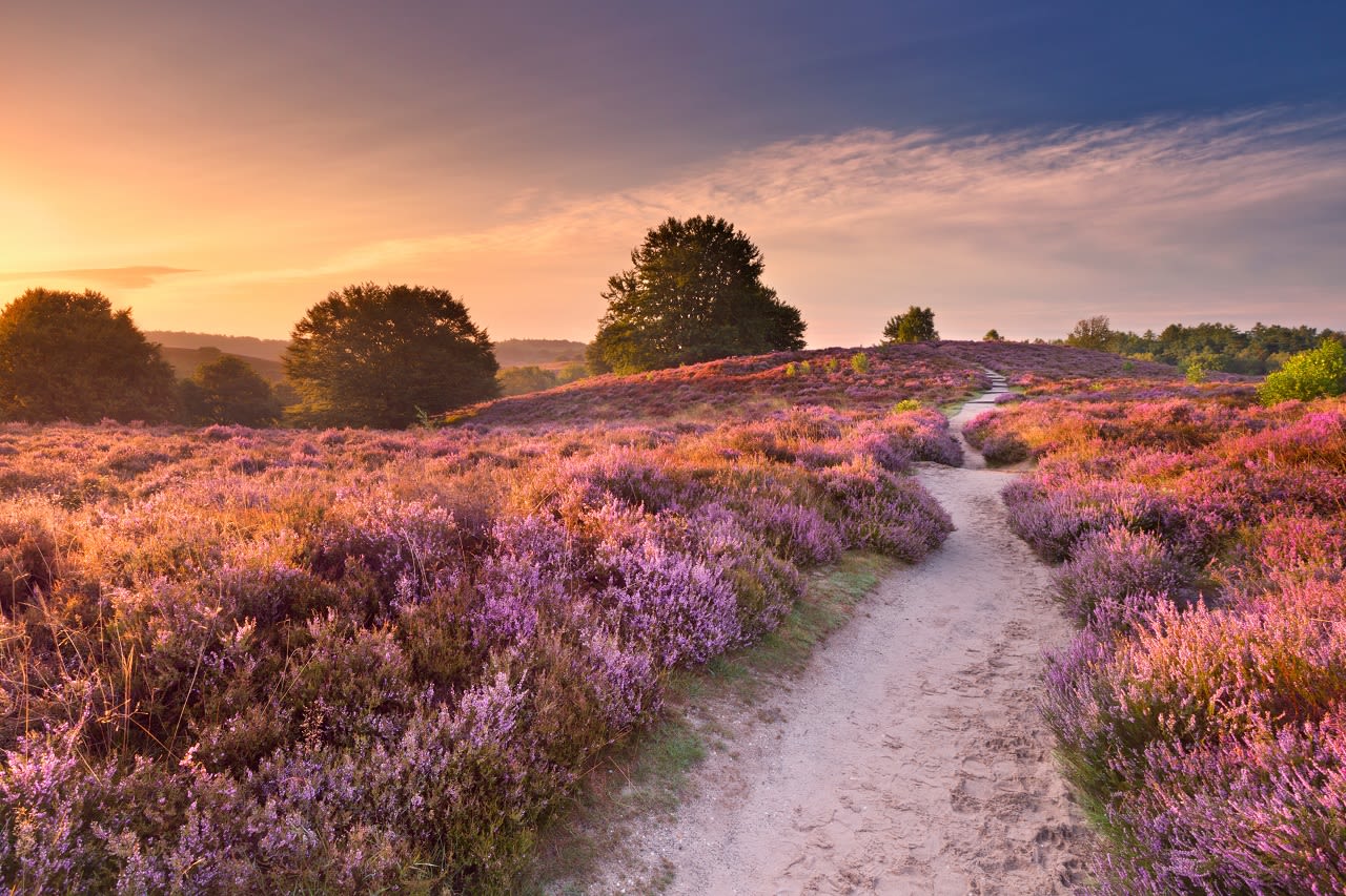 Bloeiende heide. Beeld: AdobeStock / Sara Winter