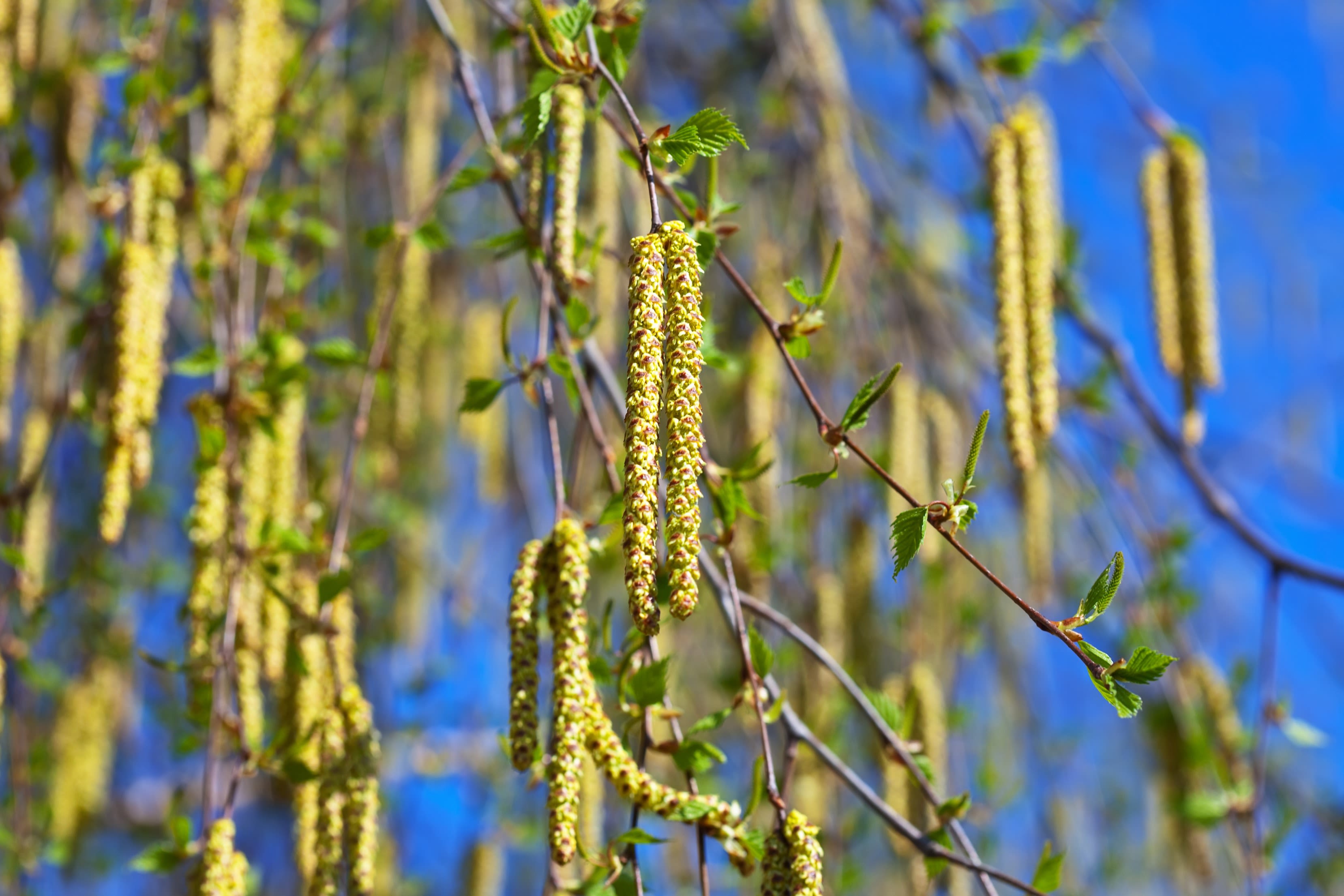 De berk in bloei. Foto: Adobe Stock / JackF