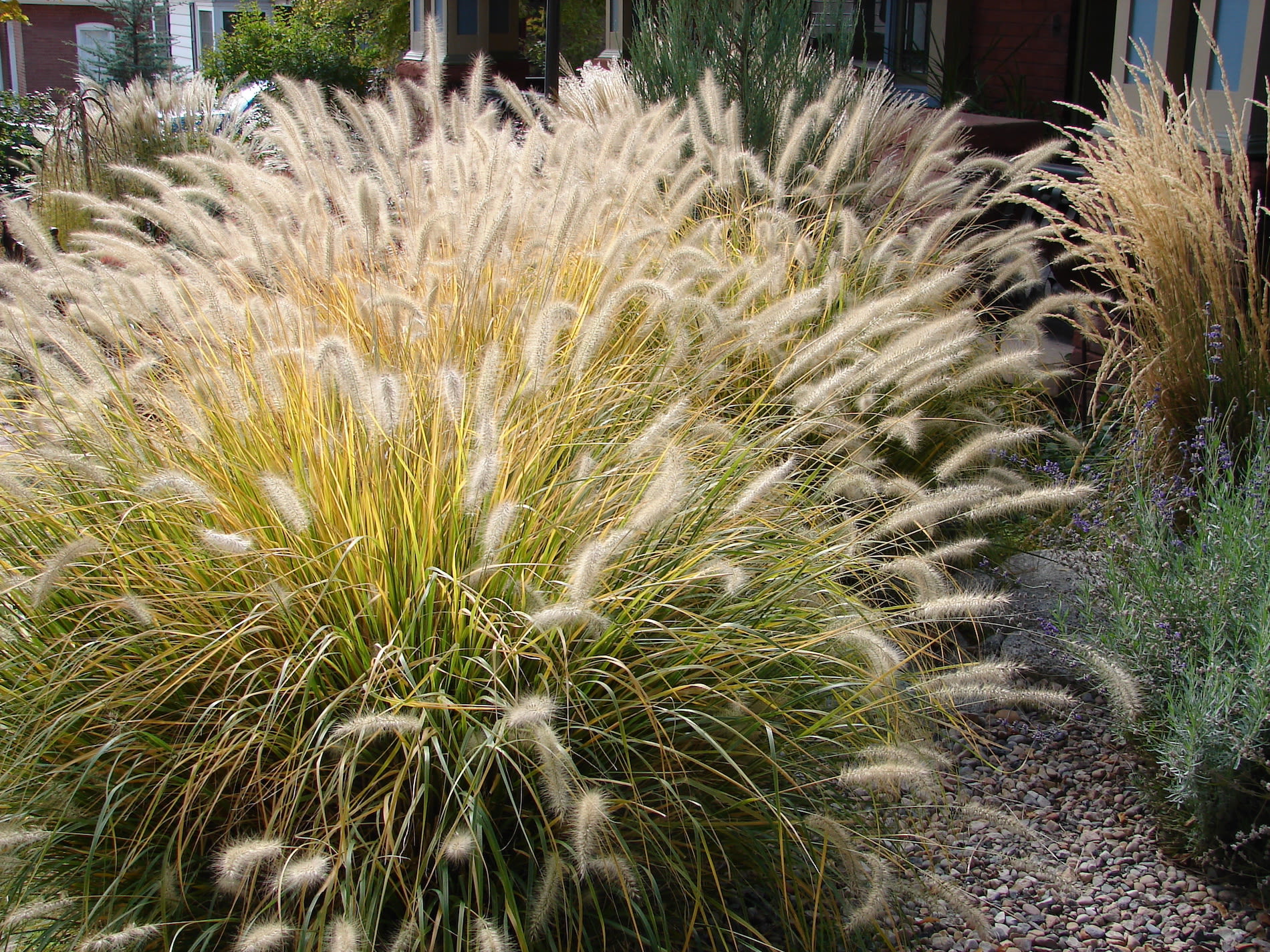 Lampepoetsersgras (Pennisetum). Foto: Adobe Stock / katy