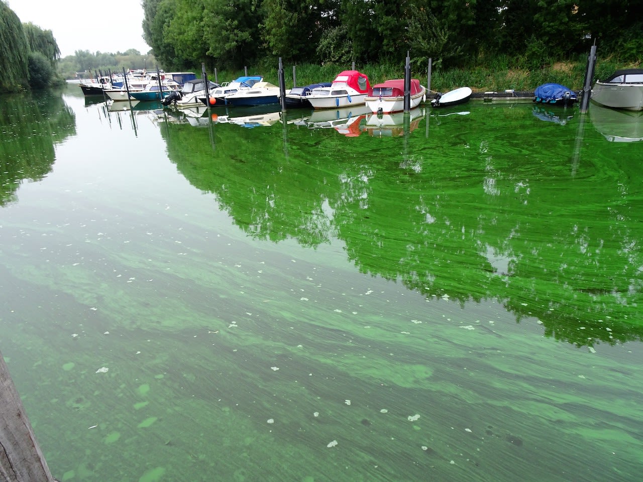 Droogte en hitte hebben de groei van blauwalg gestimuleerd. Foto: Gerard van Vugt.