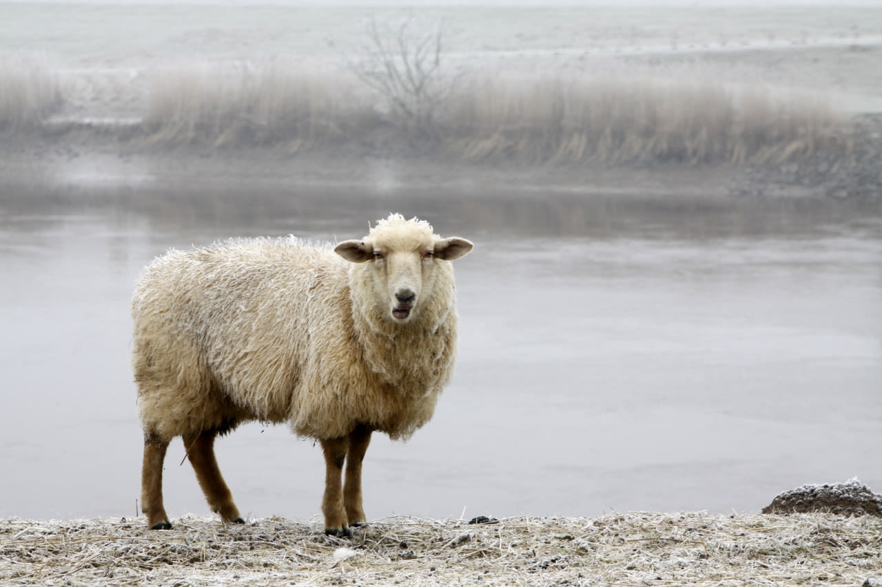 Rijp in het veld. Foto: Adobe Stock / Tina Damster