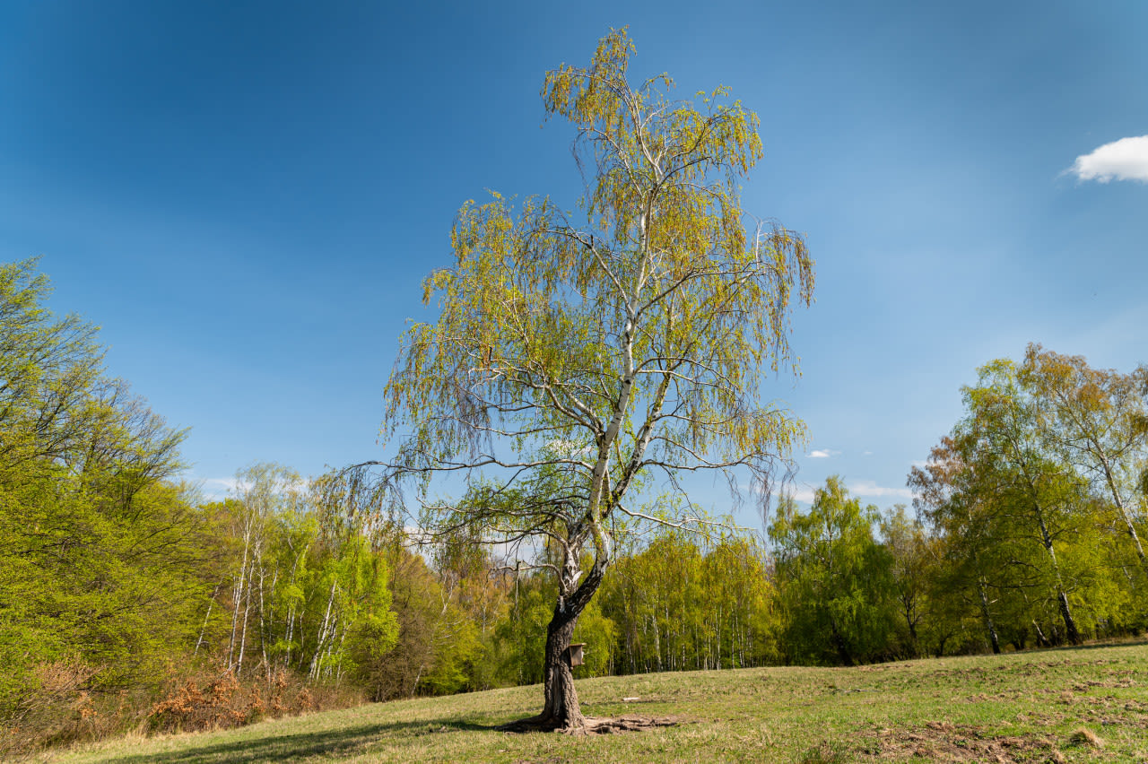 Bloeiende berk. Foto: Adobe Stock / Stefan.