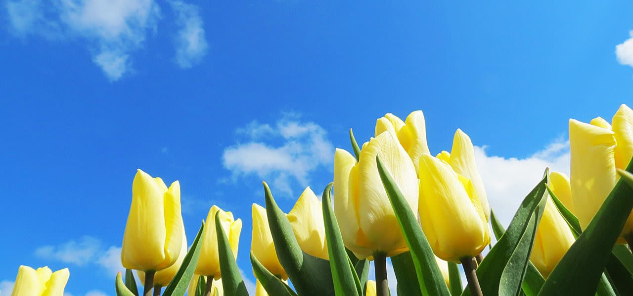 Jannes-Wiersema-weer-in-april-goed-voor-tulpen-1280x600