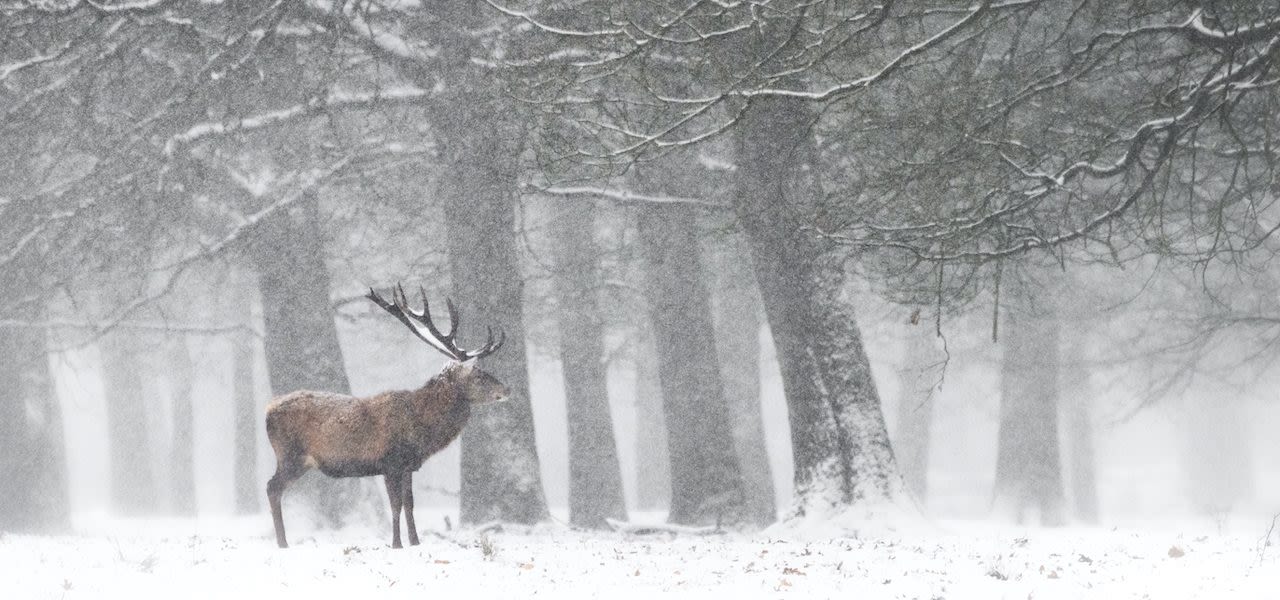 Sneeuw op de Veluwe. Foto: AdobeStock / Albert Beukhof