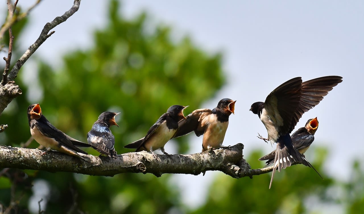 Hongerige zwaluwen aan het begin van de zomer. Foto: Regina Vastenhout