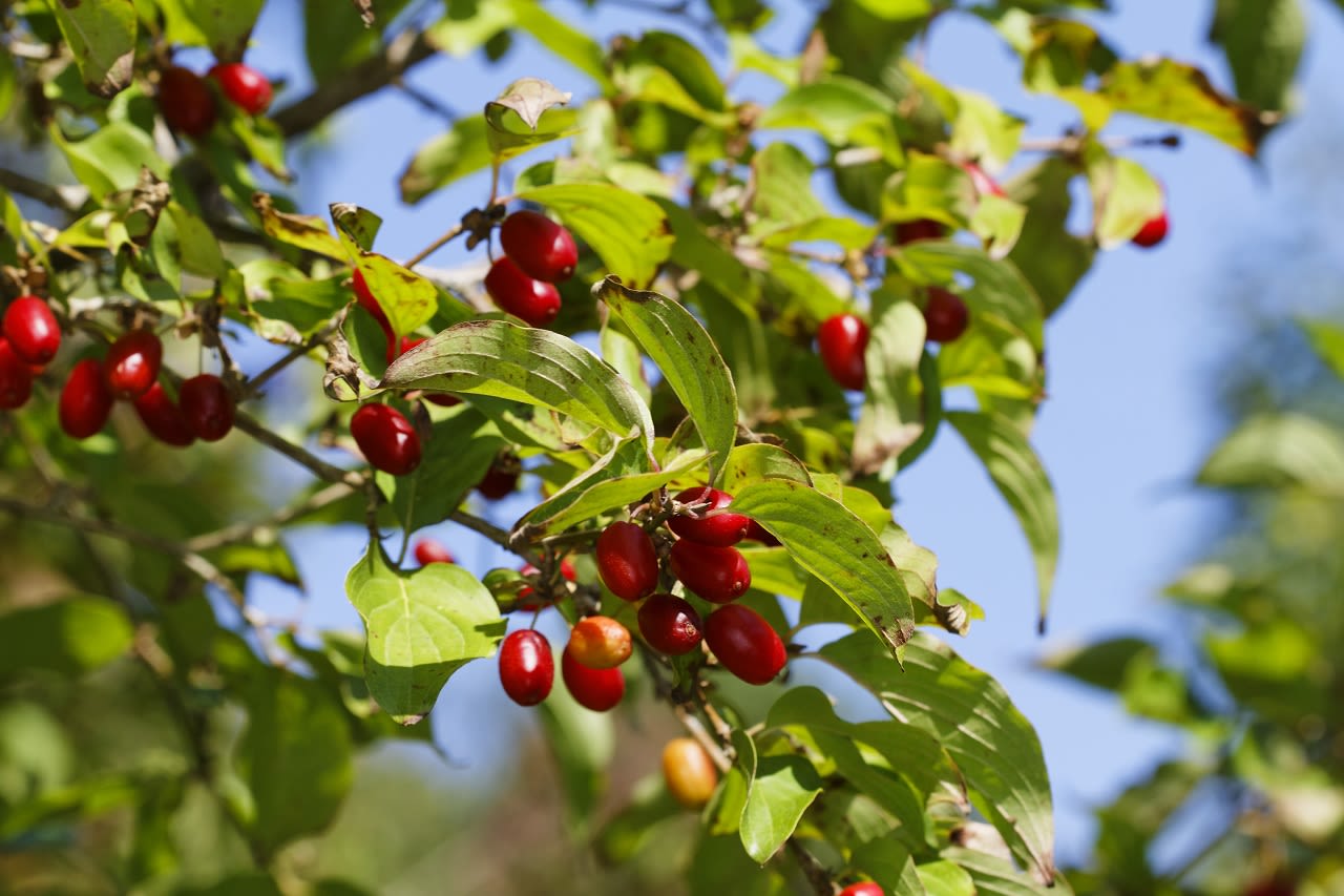 Kornoelje. Foto: Adobe Stock / Goran.