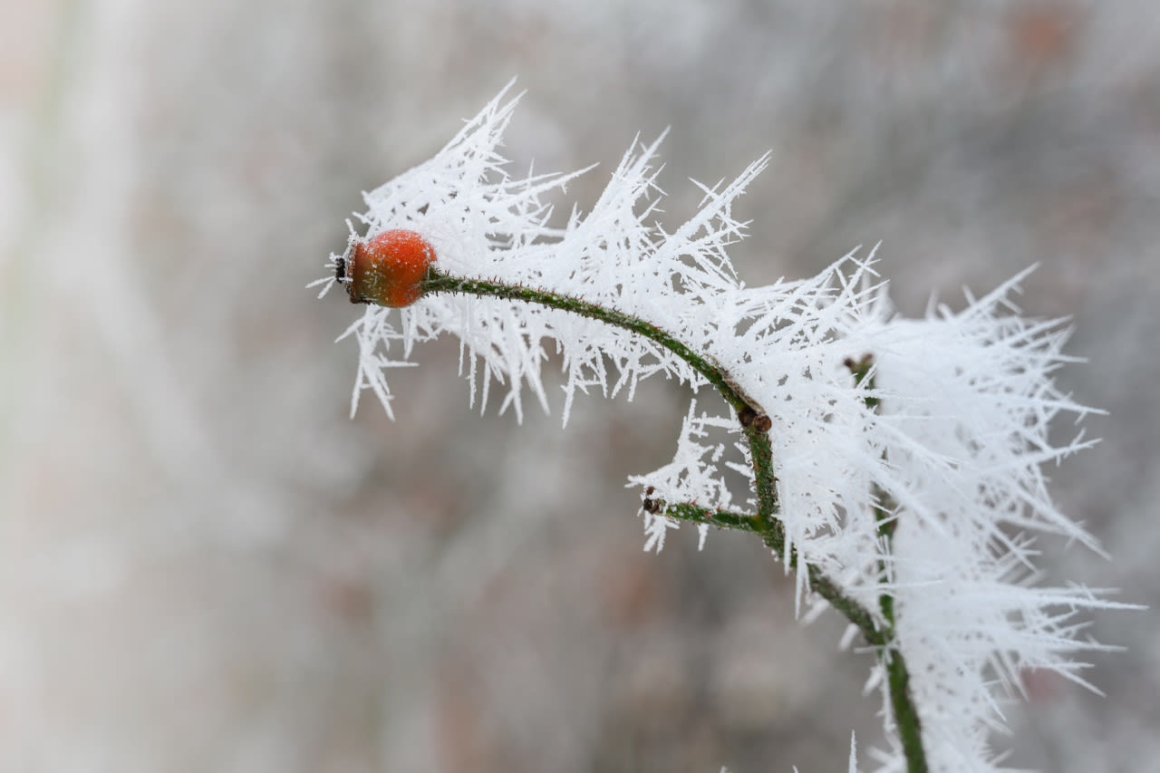 Kunstwerk van rijp in de natuur. Foto: Adobe Stock / Maren Winter