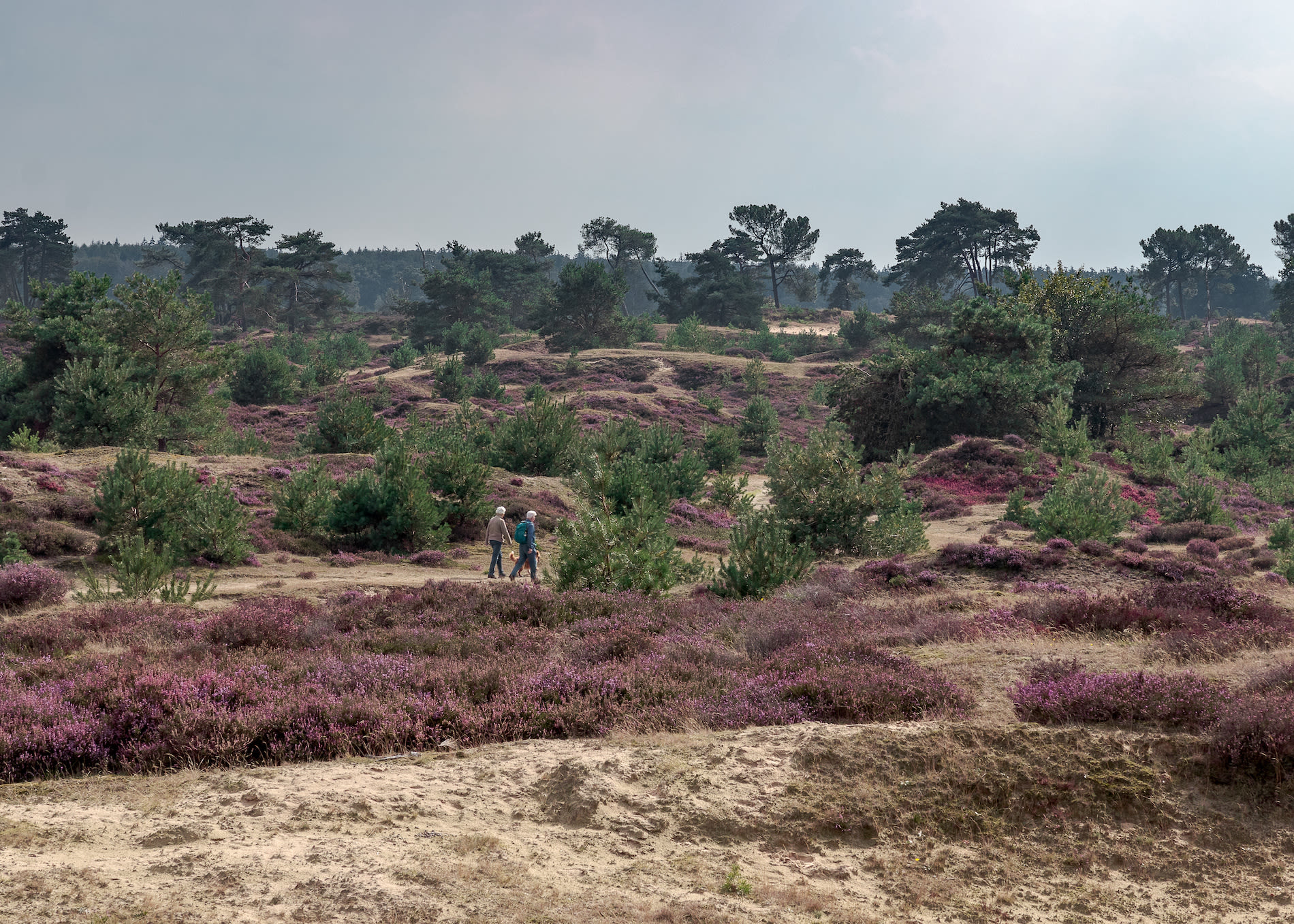 Wandelen in het Drents-Friese Wold. Foto: Adobe Stock / dropStock