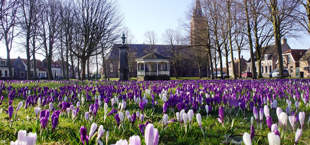 Bloeiende krokussen. Foto: Piet Grim