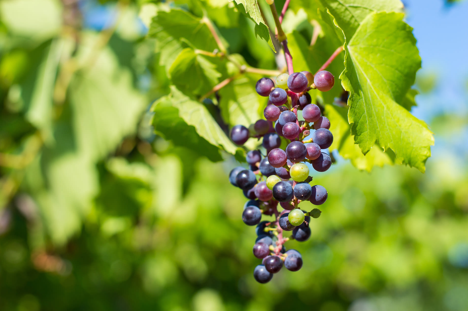 Rode druiven in de tuin. Foto: Adobe Stock / Marina Dobryakova