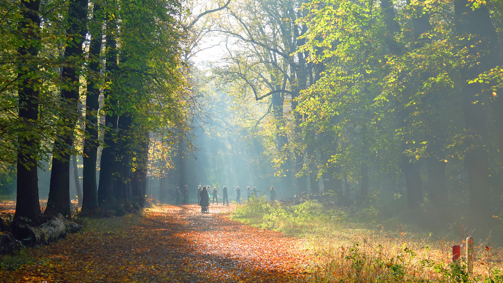 Ochtendgymnastiek in de bossen tijdens de herfst. Foto: Carla Versteege