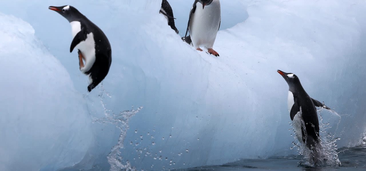 ANP-EPA-Felipe-Trueba-pinguins-op-antartica-temperatuur-op-zuidpool-stijgt-sneller-dan-elders-1280x600