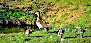 Lente-explosie in de natuur door zeer hoge temperaturen