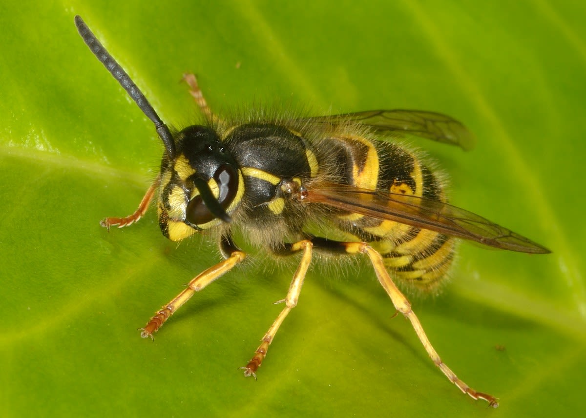 Een gewone wesp - natuurjournaal. (bron: Ab H. Baas, Saxifraga)