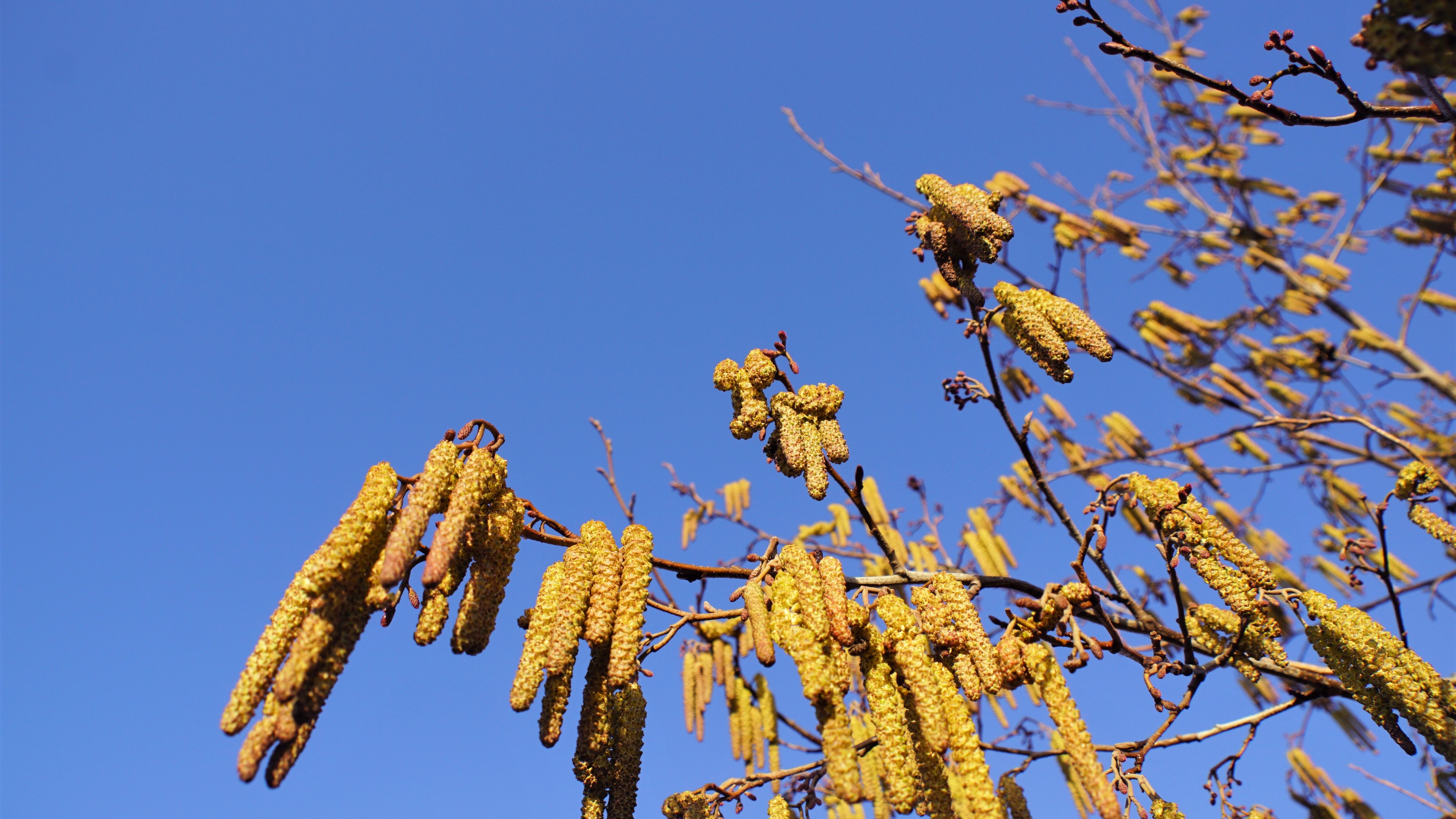Hooikoortsweerbericht: veel pollen in de lucht