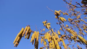 Hooikoortsweerbericht: veel pollen in de lucht