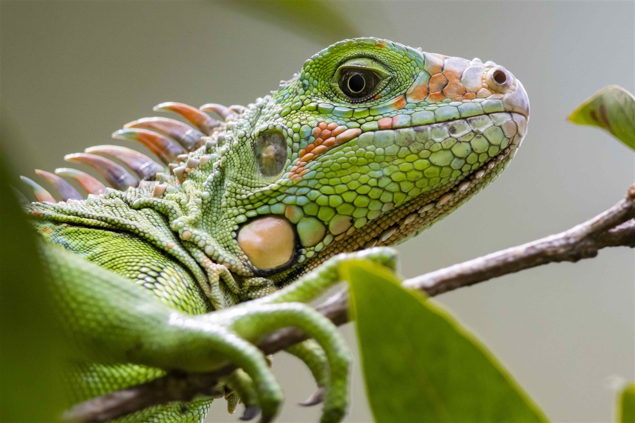 Waarschuwing voor vallende leguanen in Florida om kou