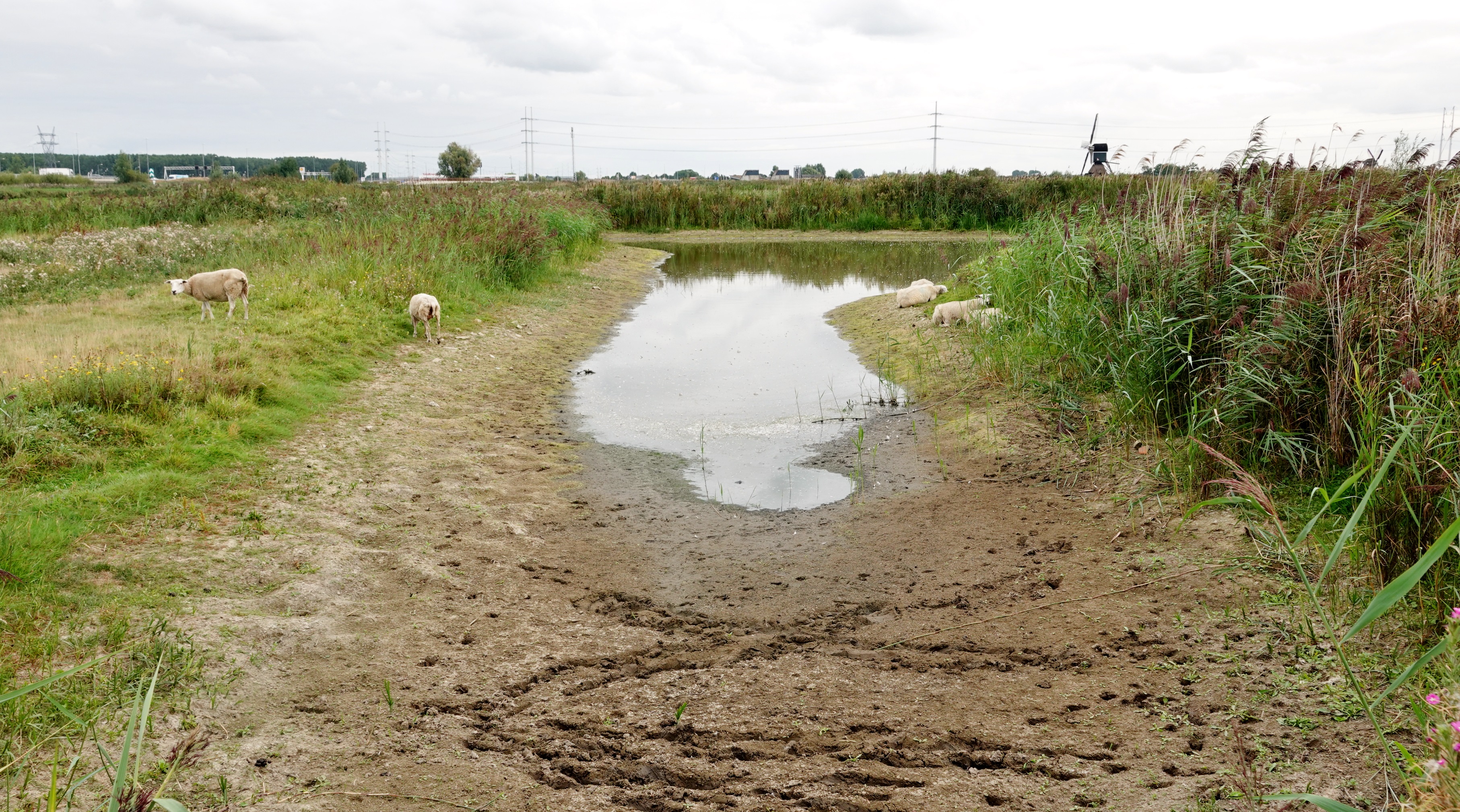 Droogte neemt steeds extremere vormen aan. Foto: Ton Wesselius. 