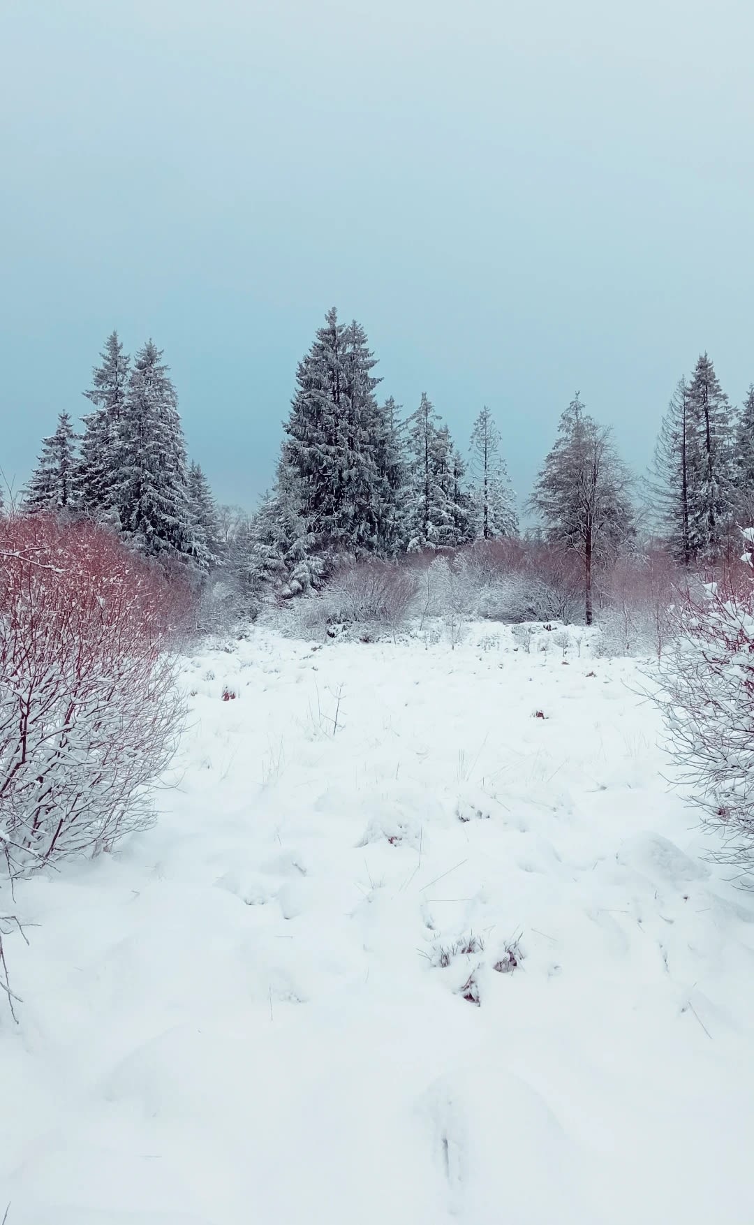 Sneeuw in Waimes in de Ardennen (februari 2022). Foto: Patrick Bonger