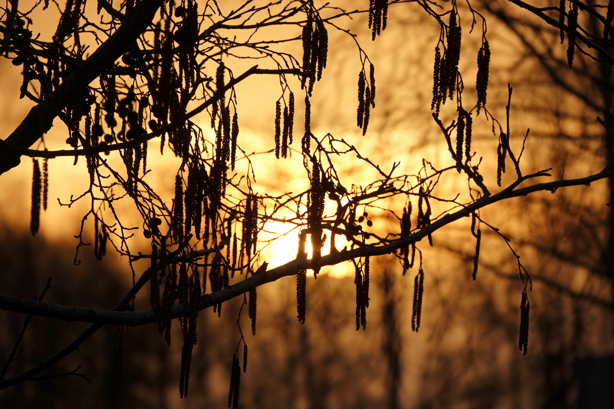 zonsopkomst, hazelaar, februari
Foto Ben Saanen