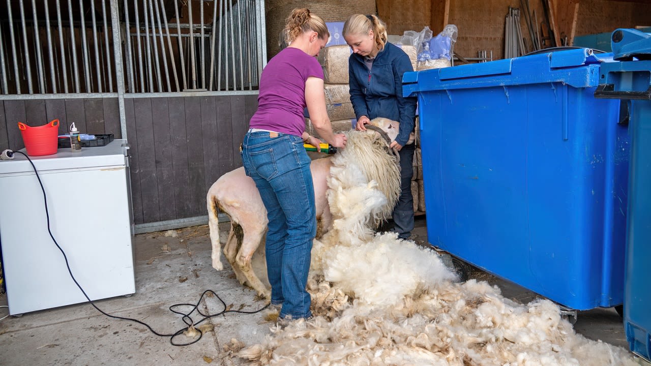De schapen worden weer geschoren. Foto: Simone Genna Wiersma