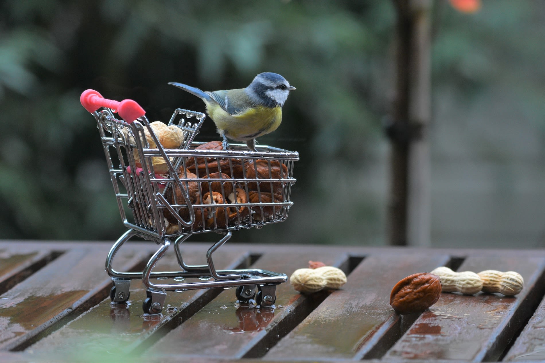 Pimpelmees heeft alvast boodschappen gedaan. Foto: Cynthia Leusden