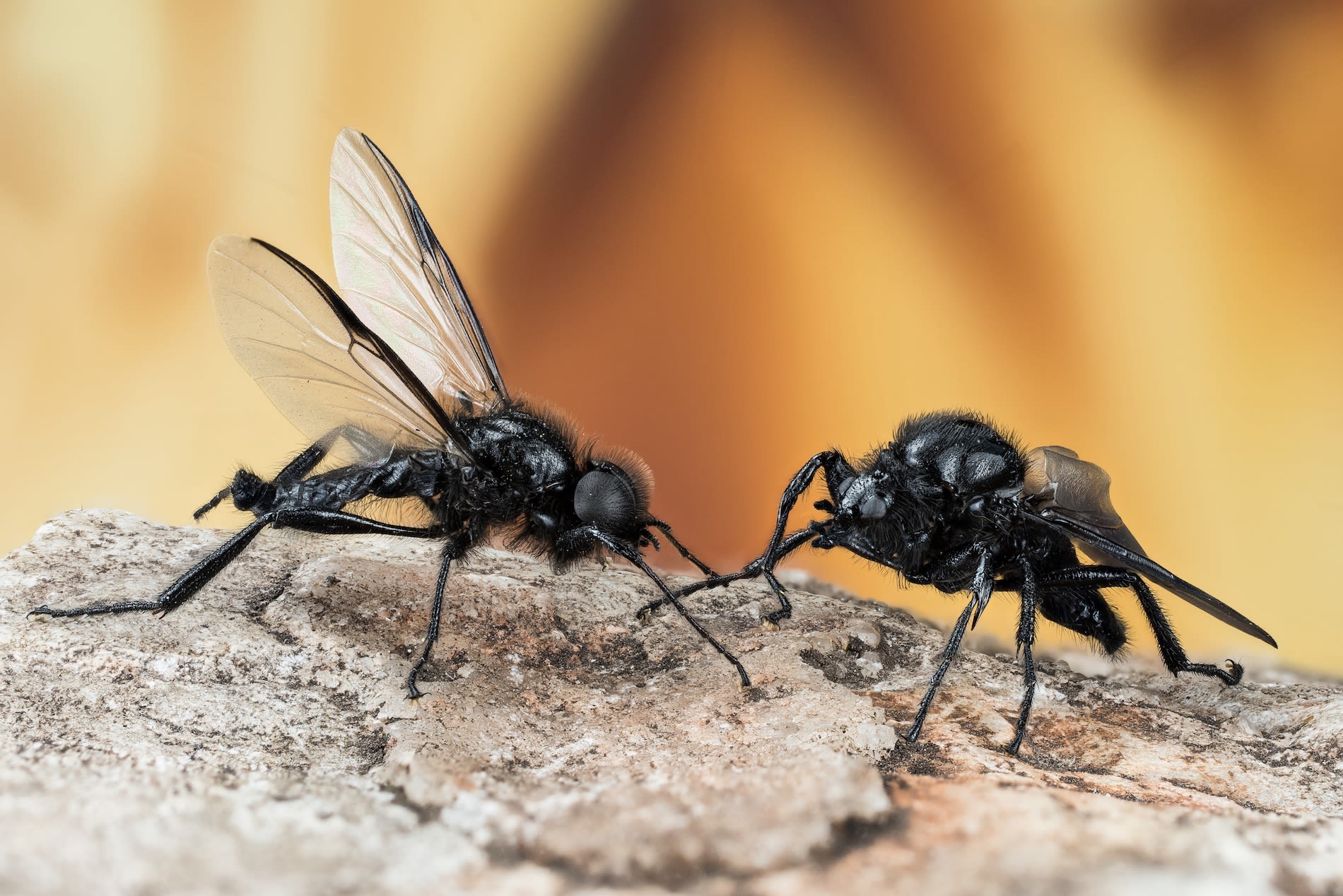 Rouwvliegen, of maartse vliegen. Foto via Adobe Stock / Maciej Olszewski