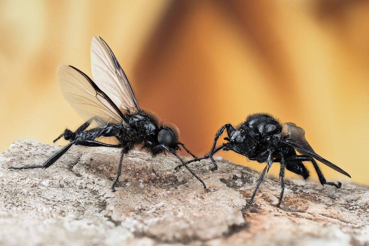 Rouwvliegen, of maartse vliegen. Foto via Adobe Stock / Maciej Olszewski