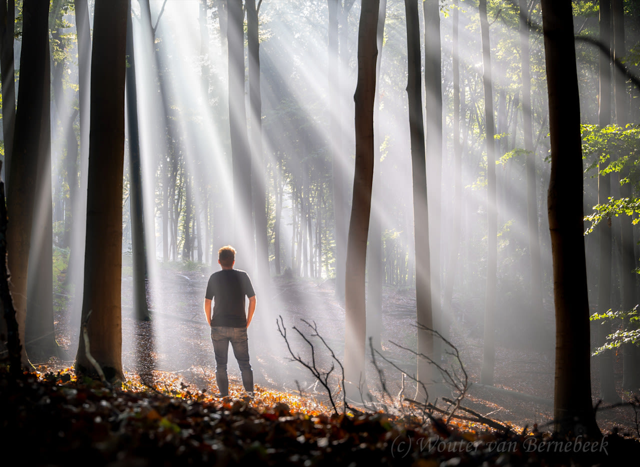 Zonneharpen in de bossen door zon en nevel. Foto: Wouter van Bernebeek