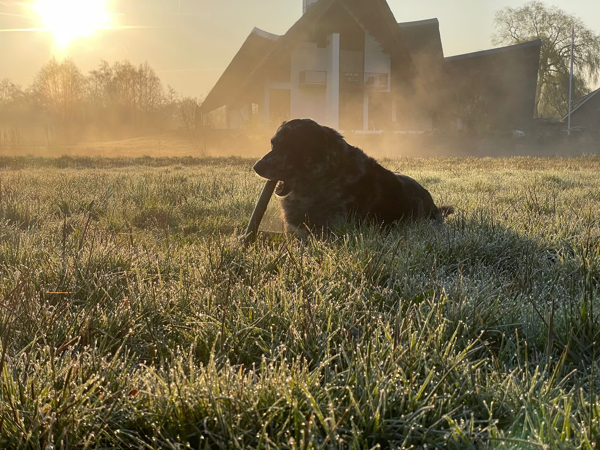 Zondagochtend is het lekker fris. Prima weer om de hond uit te laten. Foto: Faye Jansen