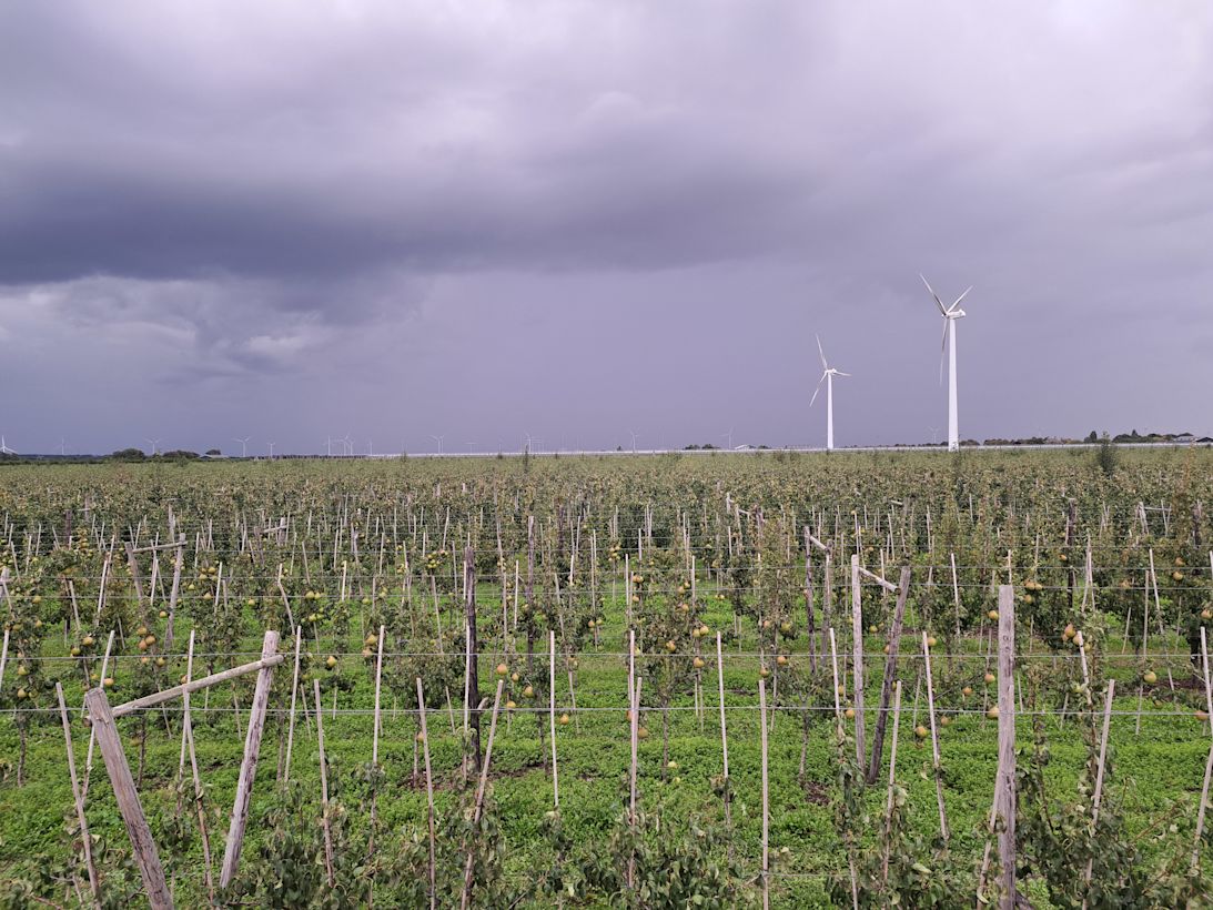 Stevige buien zorgen voor een daling van het neerslagtekort, zoals hier boven een boomgaard in Zeewolde. Foto: Jesse Riphagen.