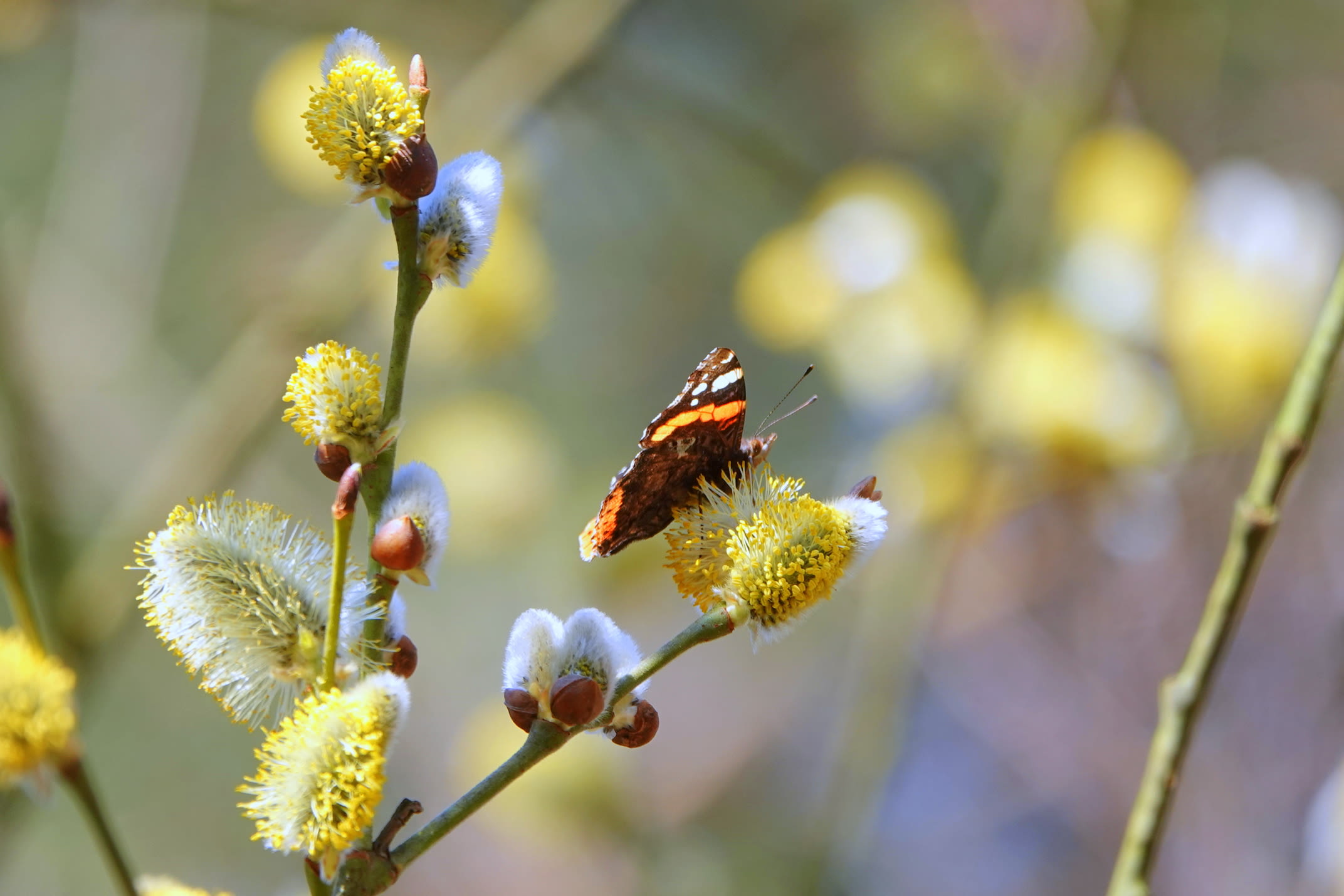 Steeds meer vlinders verschijnen in de natuur nu planten in bloei komen. Foto: Ben Saanen
