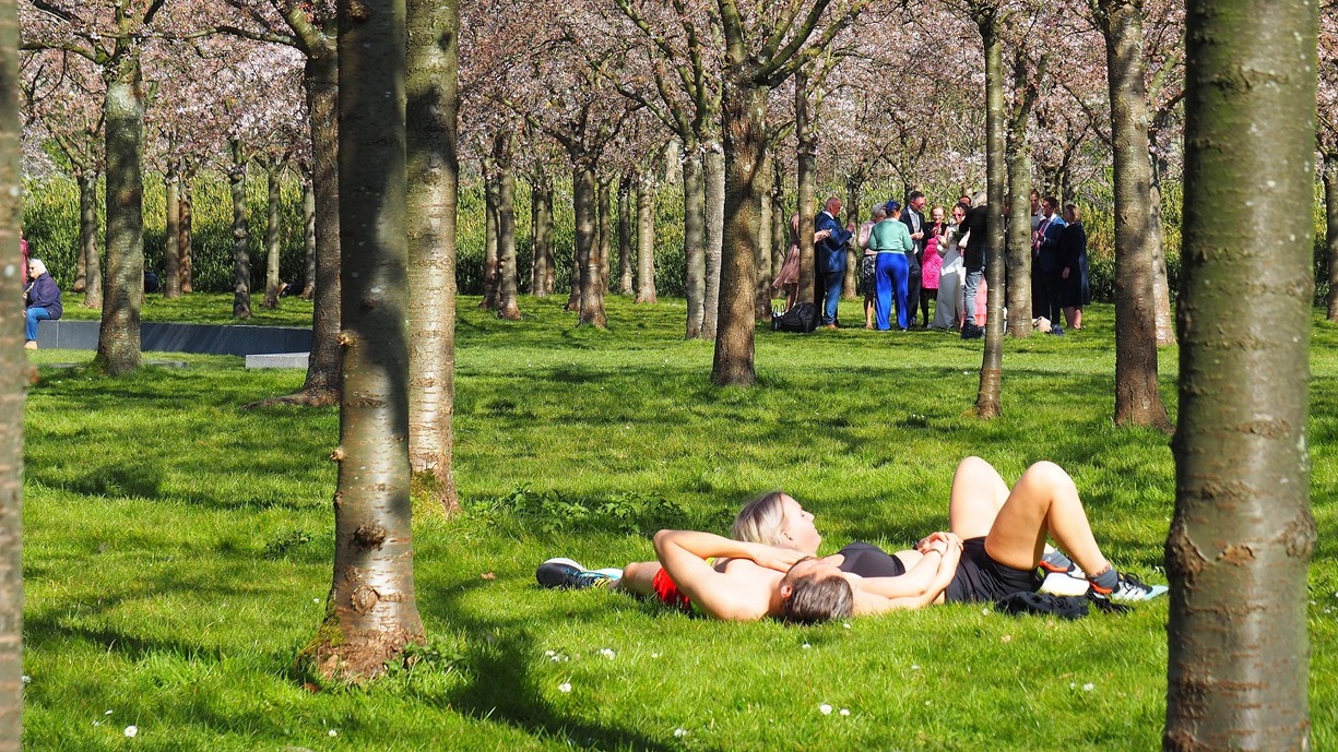 Met deze hoge temperaturen komen de bloesems vanzelf. Foto: Nellie Bartels