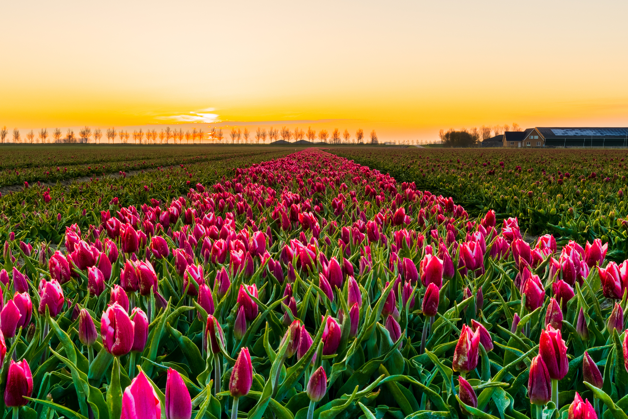 Bollenvelden bij zonsopkomst in lente april 2021