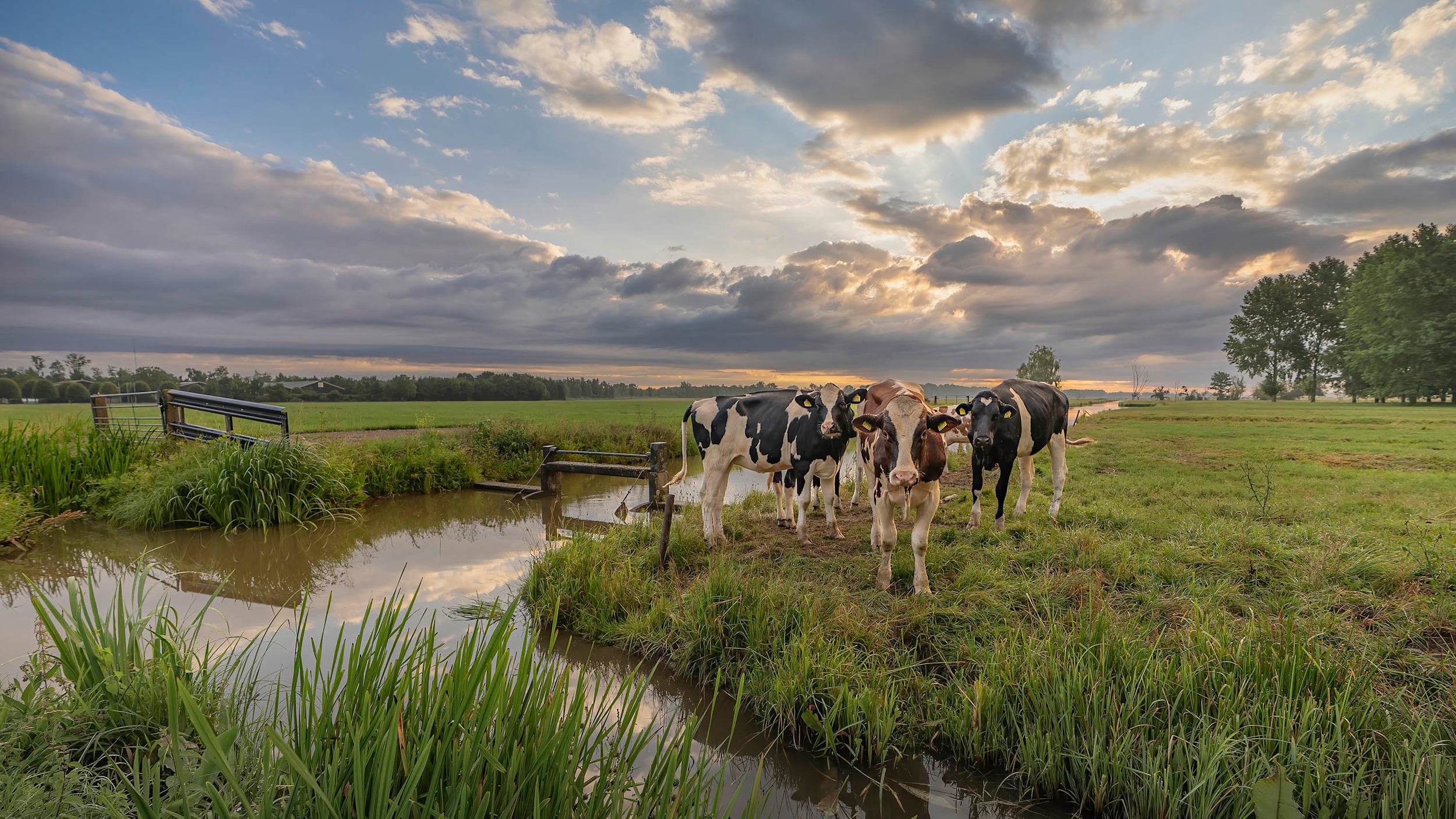 Vooral eind juli kwam het geregeld tot buien, maar toch was het zonniger dan normaal. Foto: Chris Biesheuvel. 