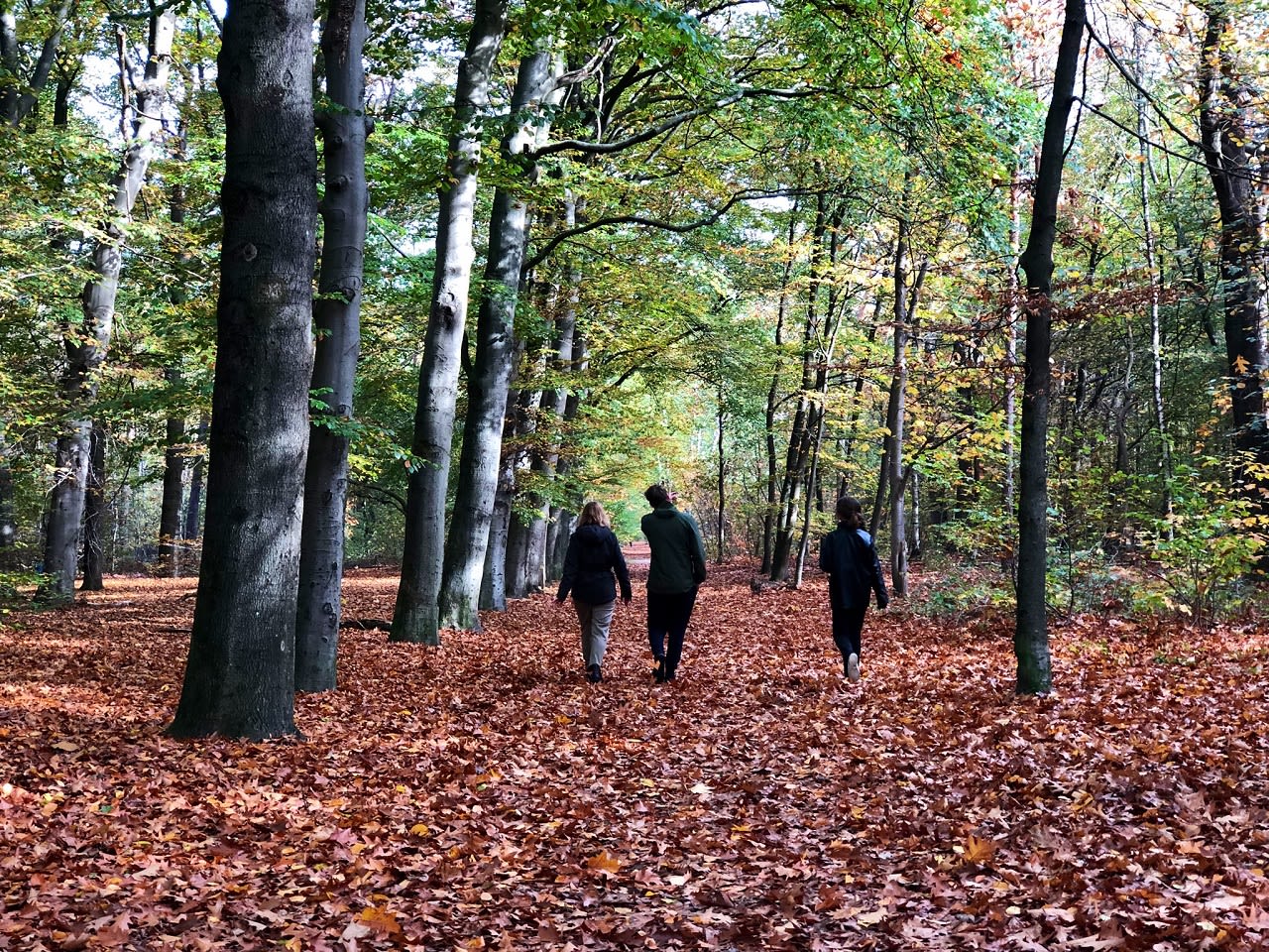 De bossen kleuren fraai in de herfst. Foto: Jolanda Bakker